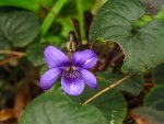 Veilchen blau IMG_1962.JPG