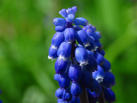 TraubenhyazintheIMG_1623.JPG