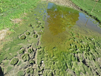 Schlamm gruen IMG_1703.JPG