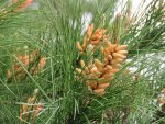 Pine IMG_1527.JPG
