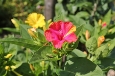 Wunderblumen 3.webp