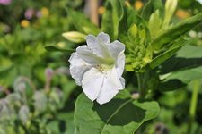 Wunderblumen 4.webp