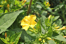 Wunderblumen 5.webp