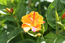 Wunderblumen 6.webp