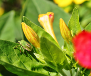 Wunderblumen 7.webp