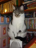 c012.webp