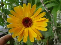 c016.webp