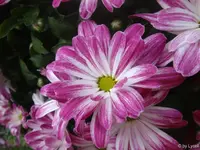 c017.webp