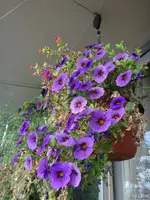 c019.jpg