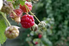 IMGP2979.webp