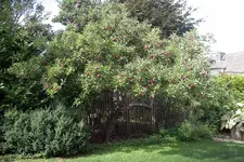 IMGP2981.webp