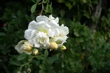 IMGP2986.webp