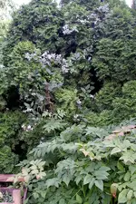 IMGP2987.webp