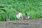 Forum Enten andere 2018_09_01 P1100808.JPG