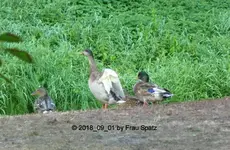 Forum Enten andere 2018_09_01 P1100808.webp