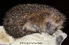 Forum Igel Eddie 2018_09_01 P1100819.webp