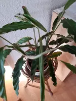 mänchen 054.webp