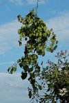 Hopfen zum trocknen1_800.JPG