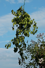 Hopfen zum trocknen1_800.webp