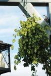 Hopfen zum trocknen2_800.JPG