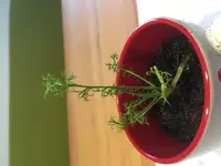 IMG_4265.webp IMG_4265.webp