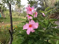 38. Pflanze.webp