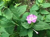 39. Pflanze.webp 39. Pflanze.webp