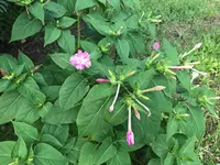 40. Pflanze.webp 40. Pflanze.webp