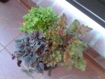 Heuchera.jpg