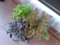 Heuchera.webp