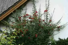Feuerdorn0314.jpg