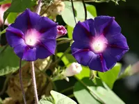 DSC03834.webp