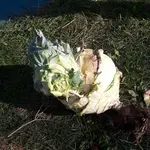 Kohlrabi mit.jpg