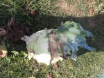 Kohlrabi.jpg