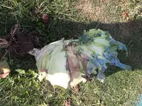 Kohlrabi.webp