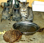 Tiere alt 150.webp