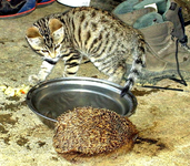 Tiere alt 152.webp