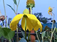Rudbeckia.jpg