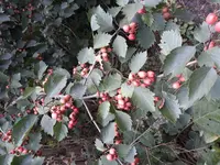 20180805_114449.webp
