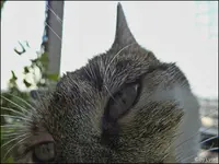 c024.webp
