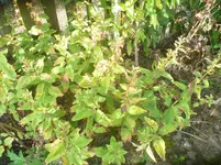P1090470.webp