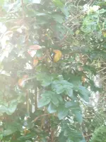 P1090480.webp