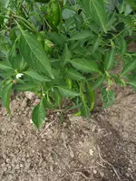 2018_0819Anbau20180131.webp