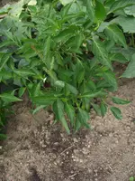 2018_0819Anbau20180130.webp
