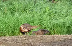 Forum Duckie Fasan 2018_09_06 P1110169.webp