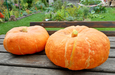 Garten 1.webp