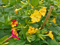 Garten 4.webp