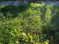 Garten 7.webp