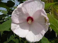 P1100781.webp