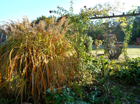 Garten 5.webp